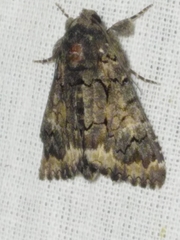 Catephia alchymista