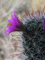 Mammillaria mazatlanensis
