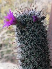 Mammillaria mazatlanensis