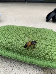 Apis mellifera