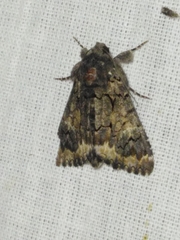 Catephia alchymista