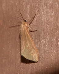 Virbia opella