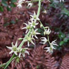 Stenanthium gramineum