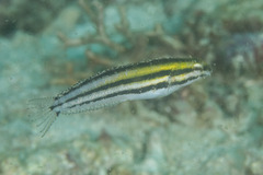 Petroscirtes breviceps