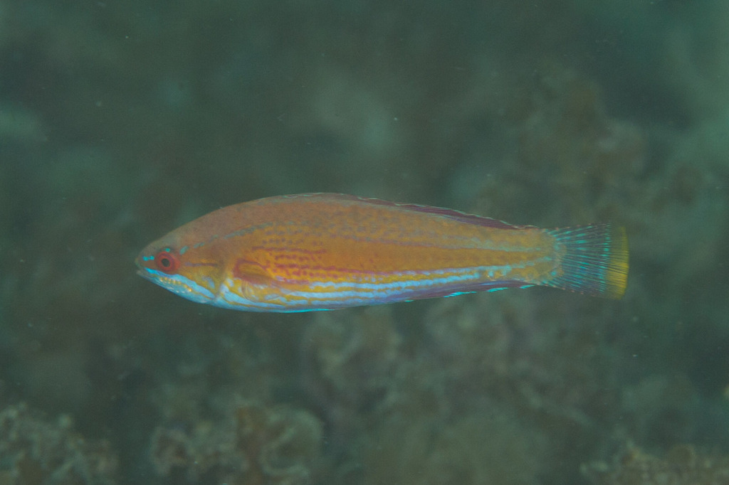 Renny's Flasher Wrasse