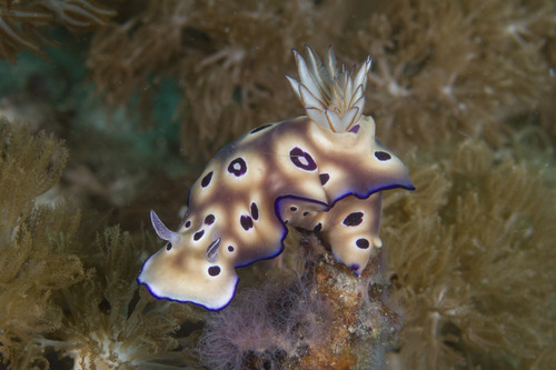 Tryon's Hypselodoris