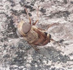 Copestylum macrocephalum