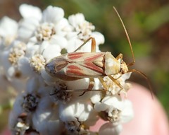 Calocoris roseomaculatus