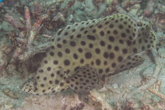 Chromileptes altivelis