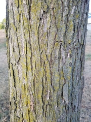 Lecanoromycetes
