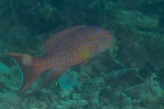 Variola albimarginata