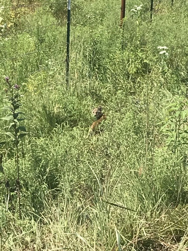 Bobcat photographed in Kansas