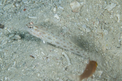 Ctenogobiops pomastictus