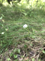 Parnassia