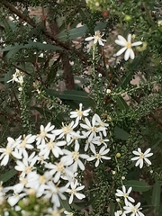 Olearia microphylla