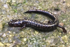 Plethodon welleri