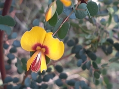 Bossiaea rhombifolia