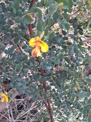 Bossiaea rhombifolia
