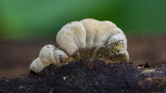 Thuemenella