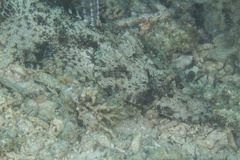 Cymbacephalus beauforti