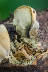 Thuemenella