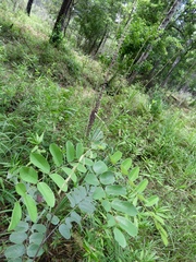 Amorpha paniculata