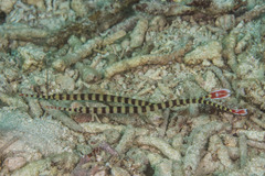 Dunckerocampus dactyliophorus