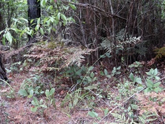 Stenanthium gramineum