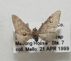 Eupithecia matheri