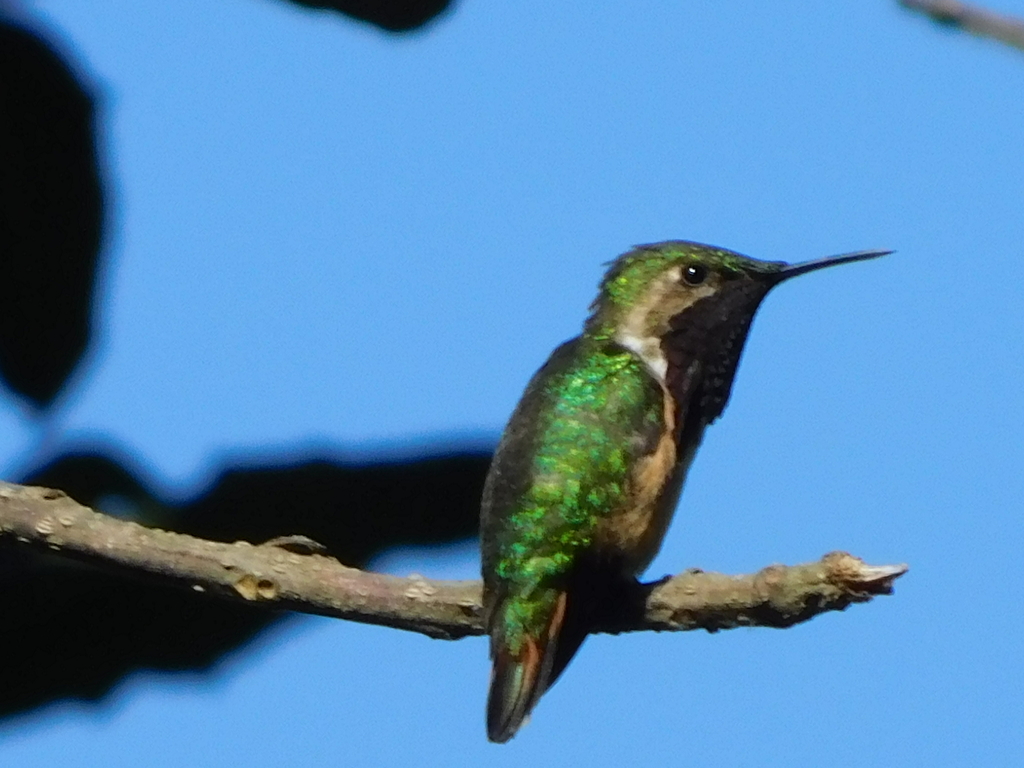 Wine-throated Hummingbird