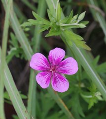 Geranium soboliferum