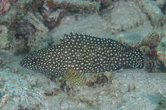 Epinephelus ongus