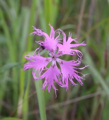 Dianthus superbus superbus