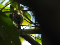Vireo pallens