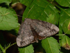 Catocala residua