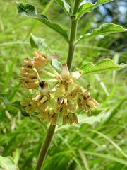 Asclepias obovata