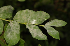 Erysiphe symphoricarpi