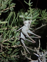 Idiostatus hermannii