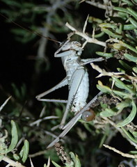 Idiostatus hermannii