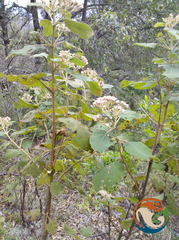 Ageratina tomentella