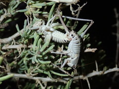 Idiostatus hermannii