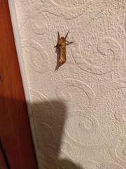 Triodia sylvina