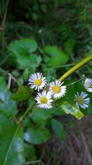 Erigeron annuus