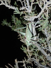 Idiostatus hermannii