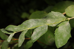 Erysiphe symphoricarpi