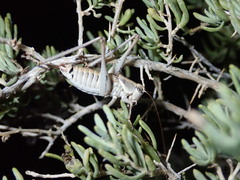 Idiostatus hermannii