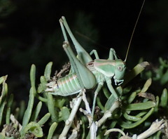 Idiostatus hermannii