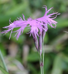 Dianthus superbus superbus