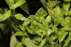 Podosphaera epilobii