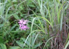 Dianthus superbus superbus